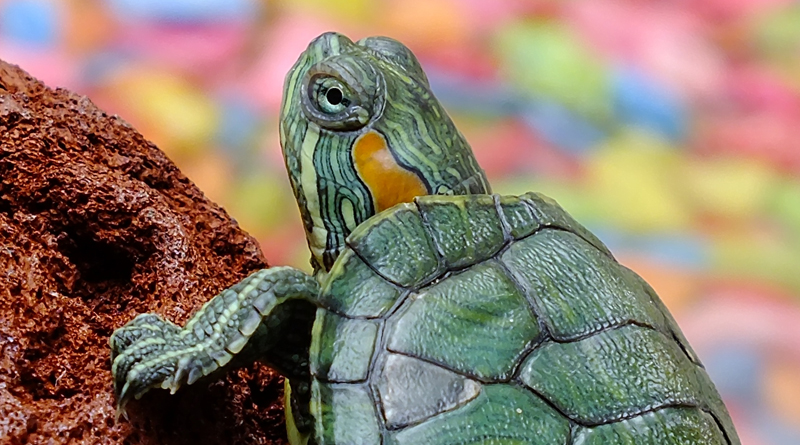 How Rescuing Turtles Helped A Man With Tourette Syndrome