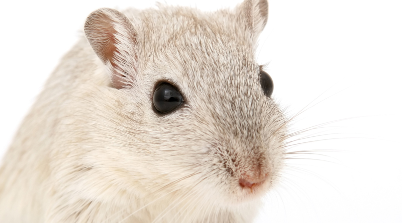 New Diabetes Drug Reverses Memory Loss In Alzheimer’s Mice