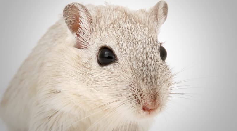New Treatment Clears Alzheimer’s Plaque In Mice