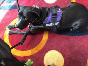 Tye, J.R.'s black lab service dog, laying on red carpet with a purple vest