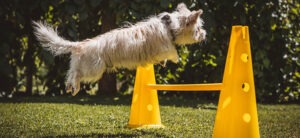 A small white, long haired dog jumps over a yellow stick held up by two yellow cones
